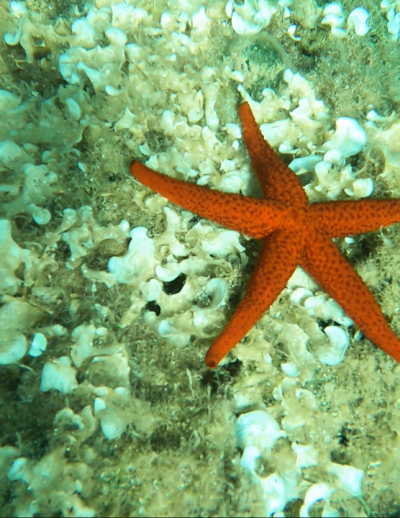 Snorkeling – Alla scoperta della vita sott’acqua - Agosto